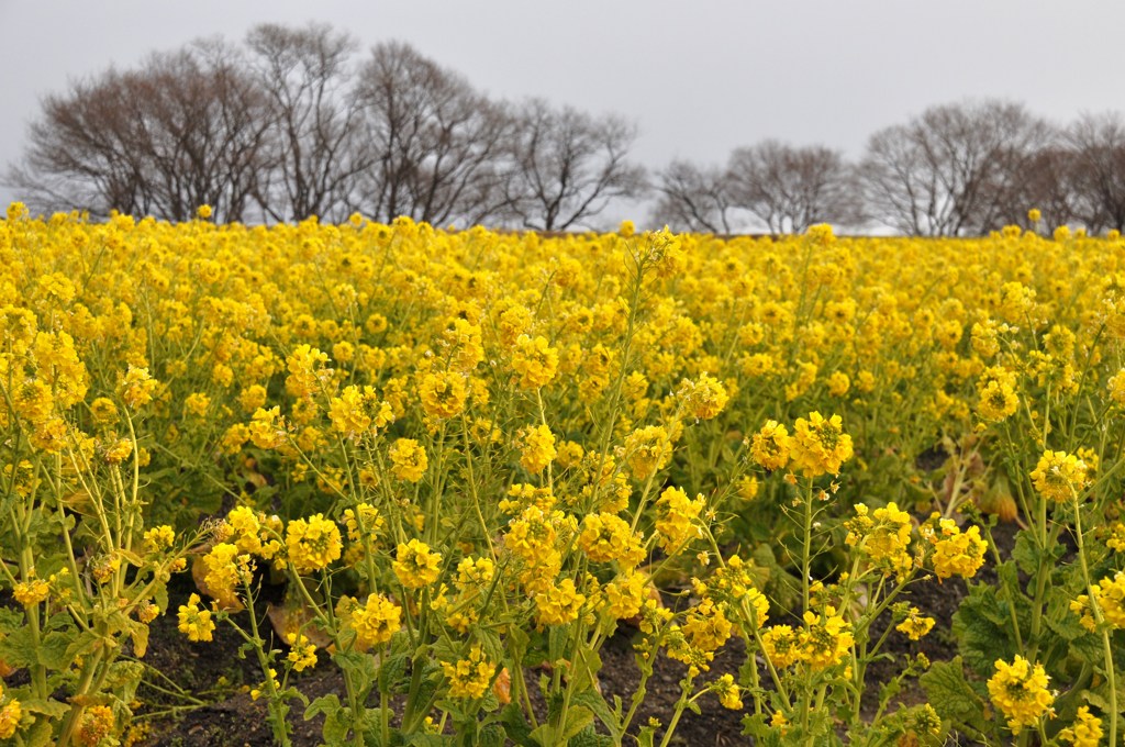 寒咲き菜の花
