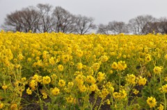 寒咲き菜の花