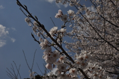 近畿で一番に咲いた桜
