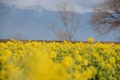 寒咲き菜の花