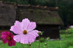 世界遺産の前でも堂々と！