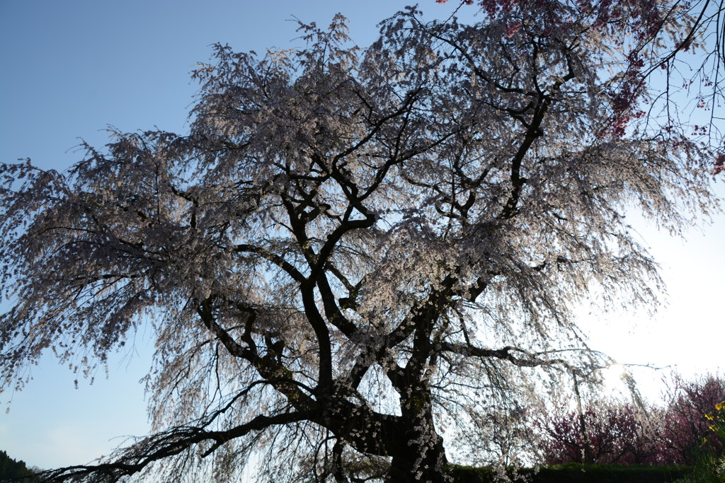 2017 春　又兵衛桜