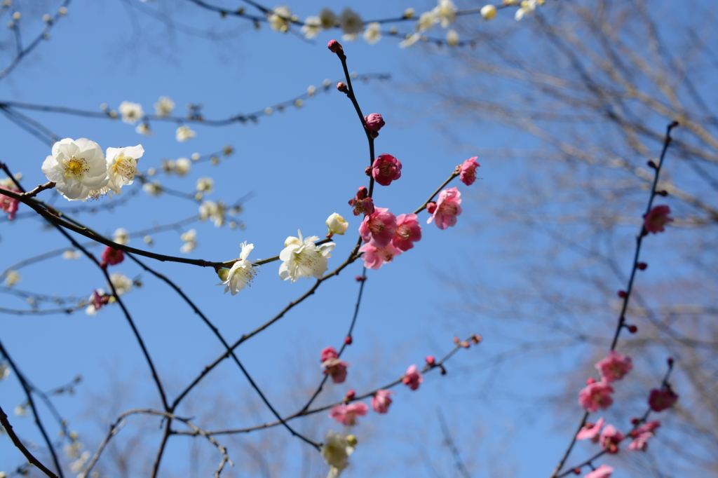UME