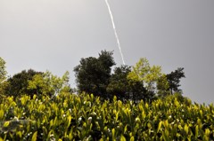飛行機雲