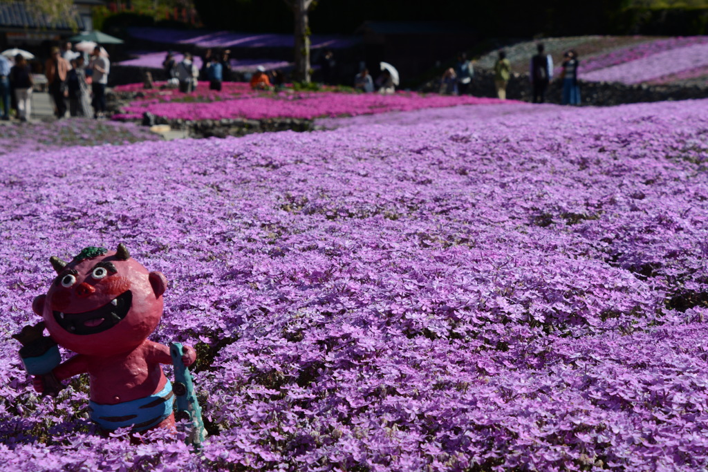 芝桜