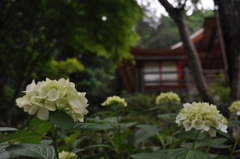 紫陽花