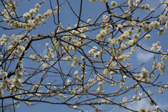 白梅