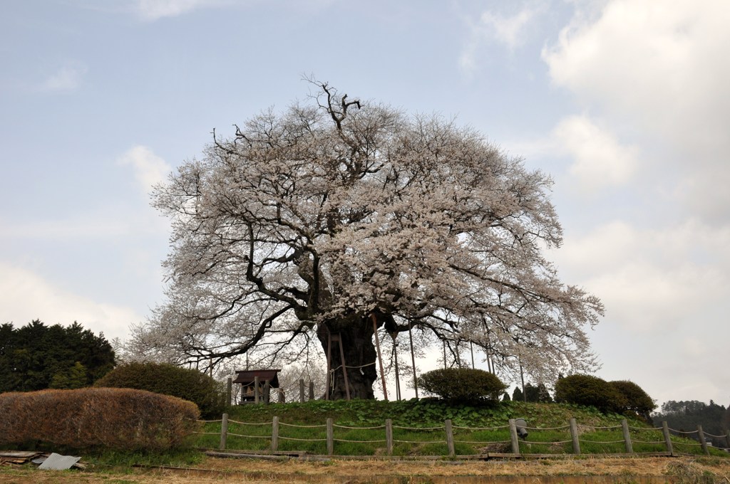 醍醐桜