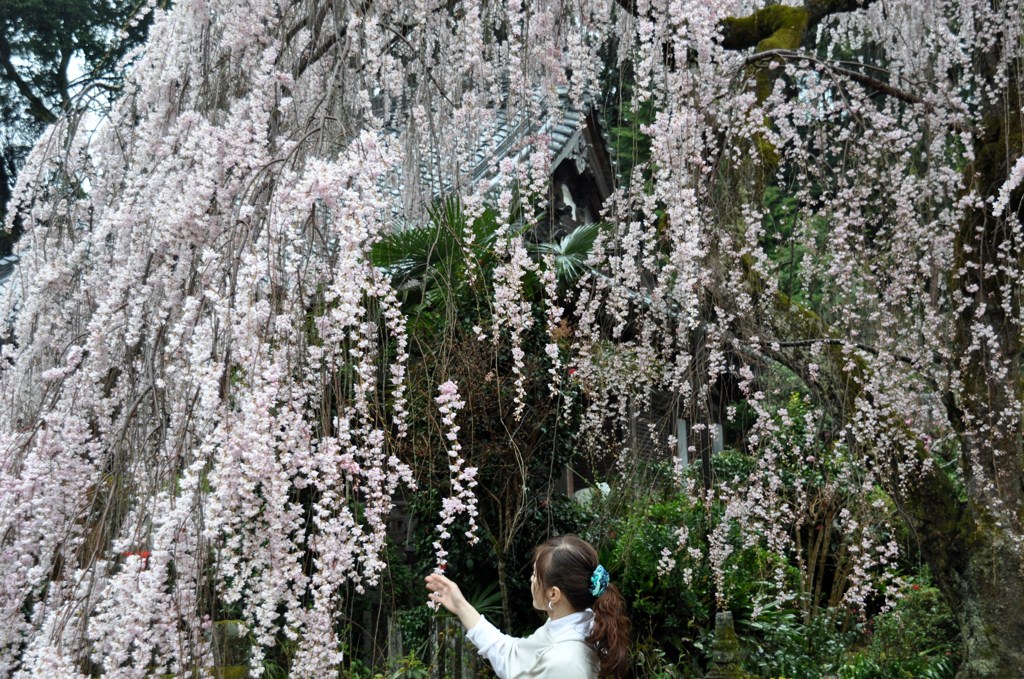 大野寺枝垂れ桜