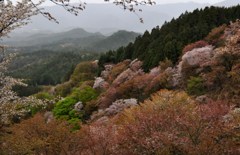 吉野 上千本