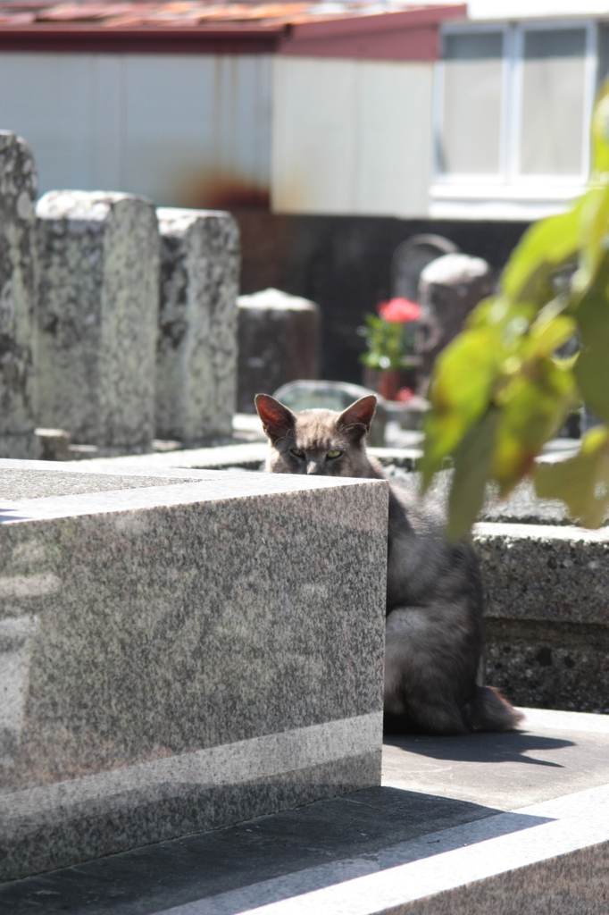 僕の縄張り