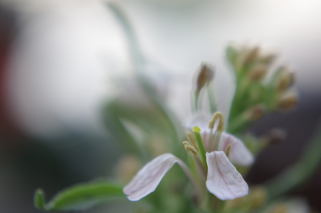 ラディッシュの花