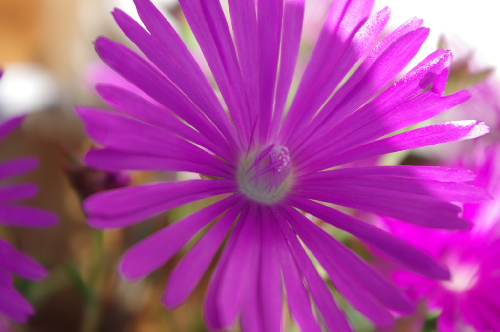 IMGP0090