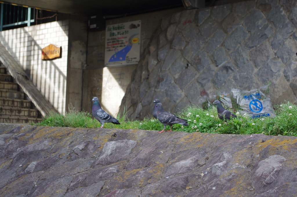 鳩の行進。