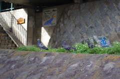 鳩の行進。