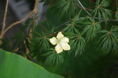 蓮ともみじとゴーヤの花