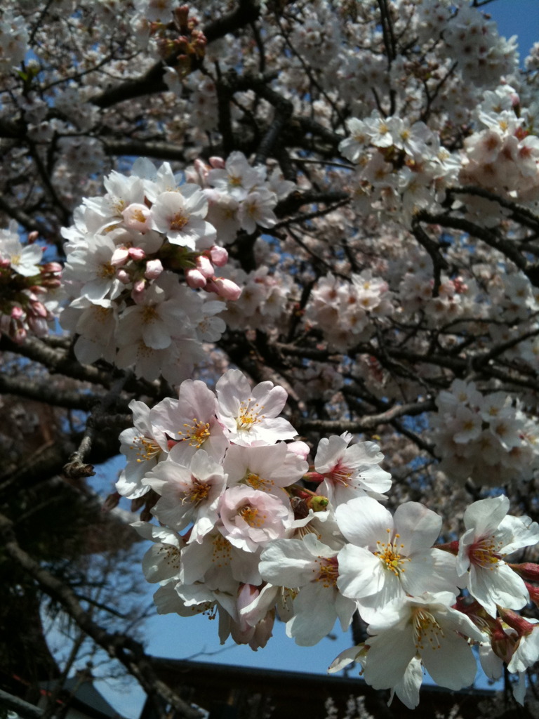 桜。