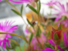 マツバギクのつぼみ。