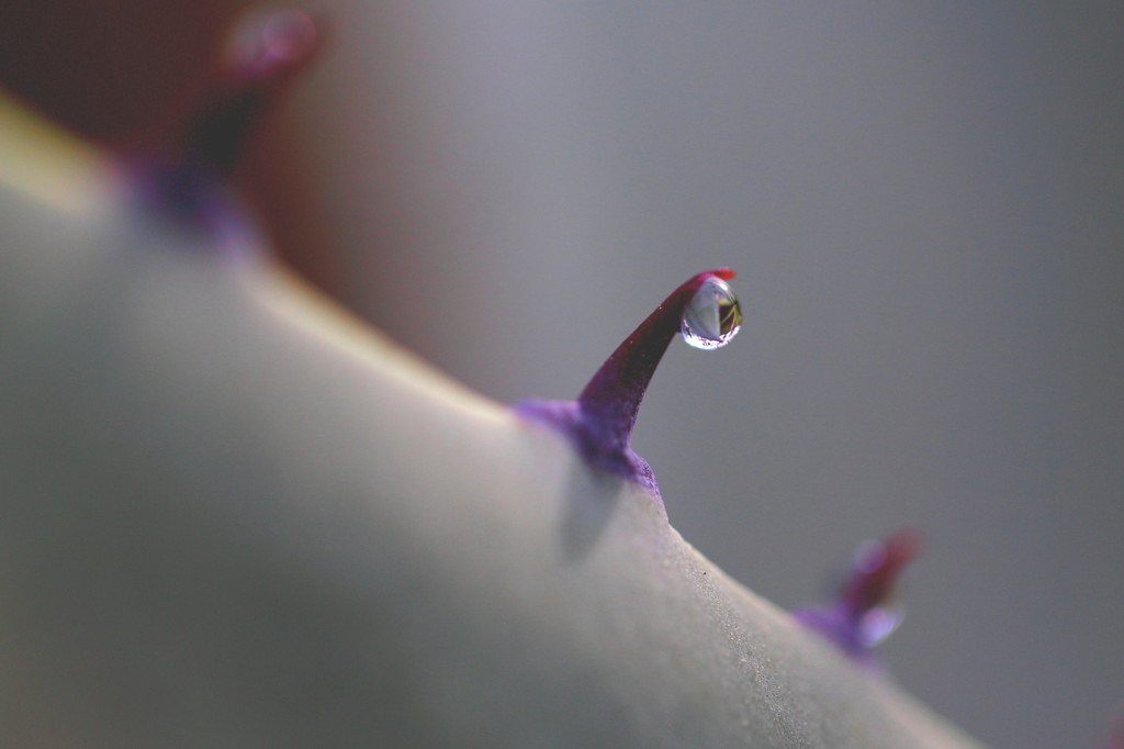 砂漠の一滴