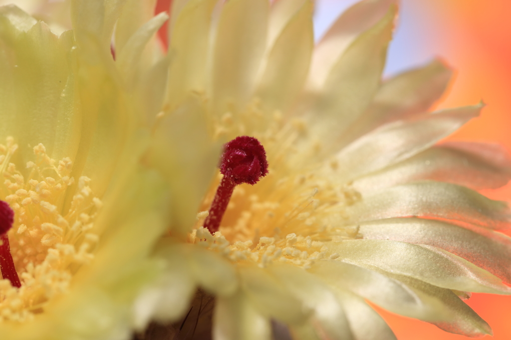サボテンの花