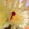 サボテンの花