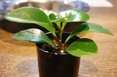 観葉植物的な！・・・