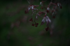 IMG_1655