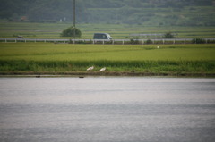 この田んぼ狙ってるのか。