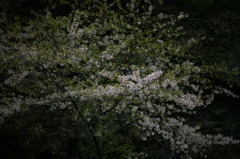 残り華
