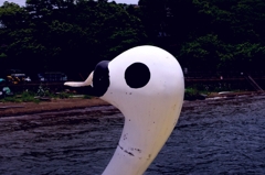 swan