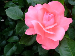 pinkのバラ2