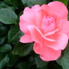 pinkのバラ2