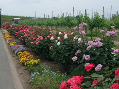 flower street