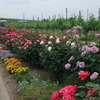 flower street