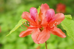 公渕公園　３