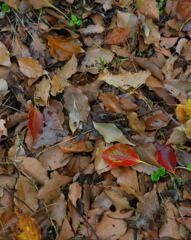 公渕公園　１