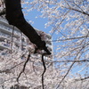 庶民的な桜