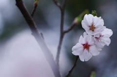 今年も咲いた　♪