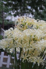 彼岸花