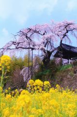 京都地蔵院禅の桜