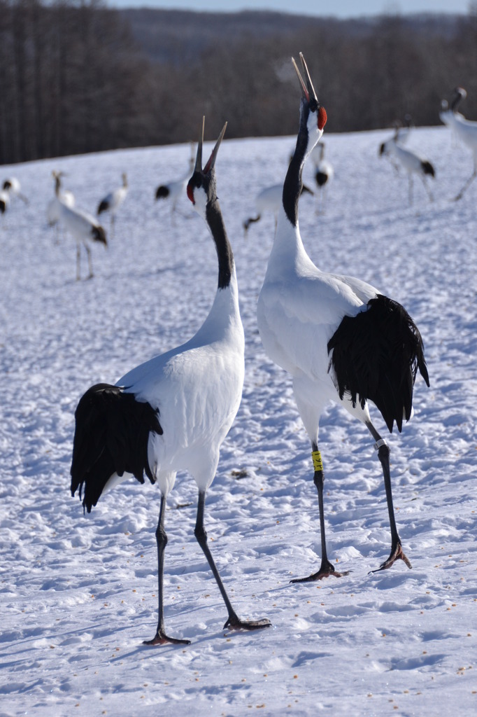 タンチョウ　その2