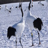 タンチョウ　その2