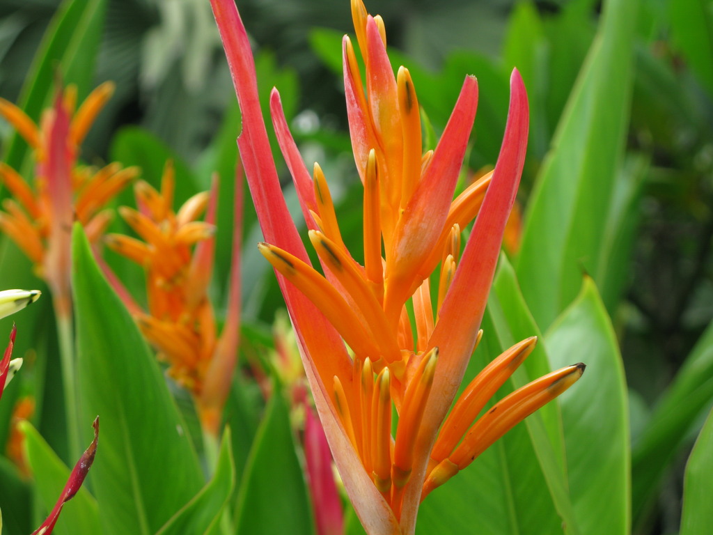 Flower in Pataya