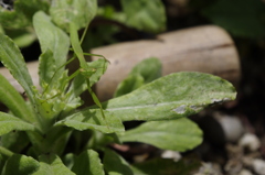 小さなハンター