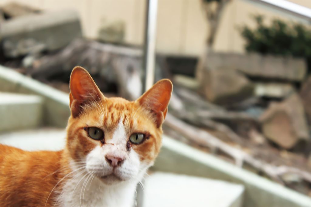 猫。