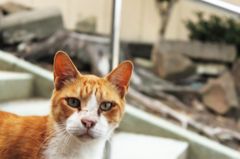 猫。