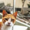 猫。