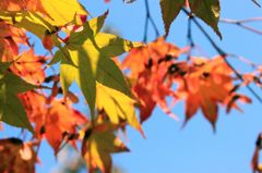 紅葉2