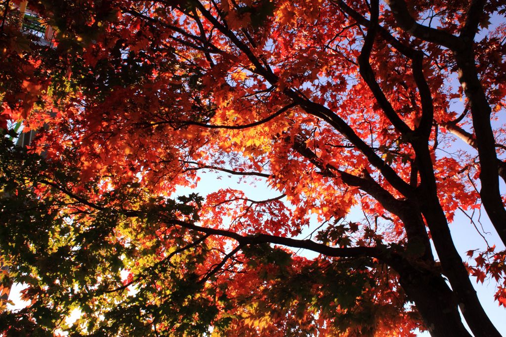 紅葉 in ルスツリゾート