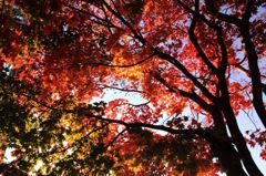 紅葉 in ルスツリゾート